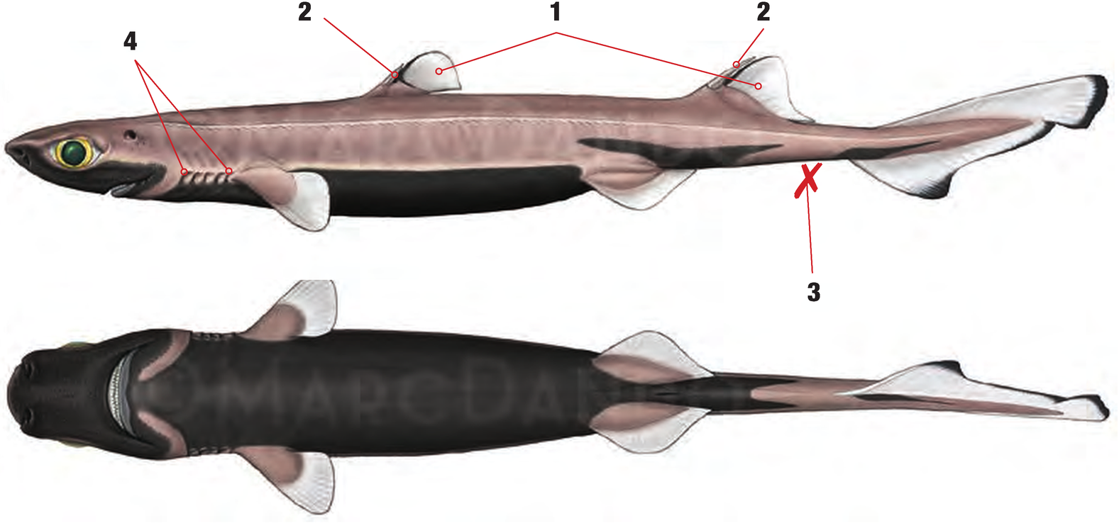 Illustration of the Velvet Belly Lanternshark with numbered arrows marking each identifying feature