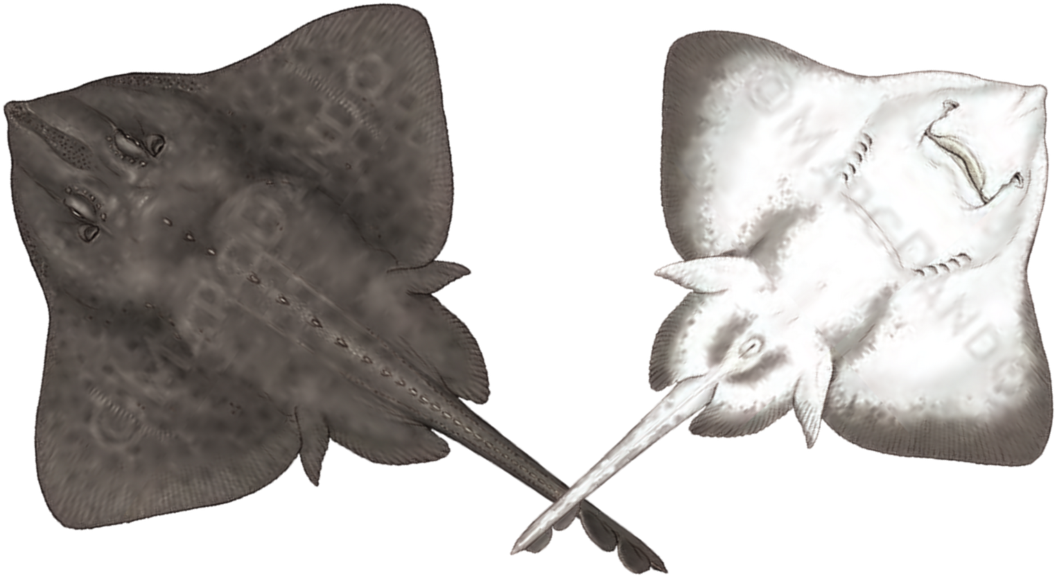 Illustration of the Arctic Skate