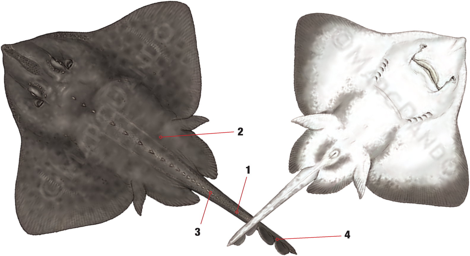 Illustration of the Arctic Skate with numbered arrows marking each identifying feature