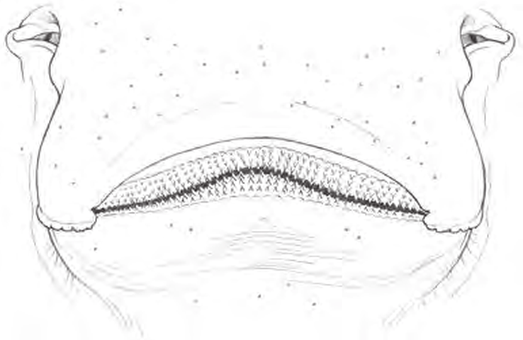 Line drawings of Arctic Skate teeth