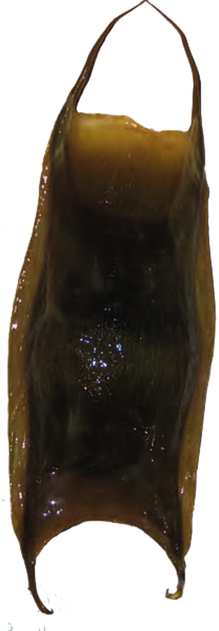Illustration of the Arctic Skate eggcase