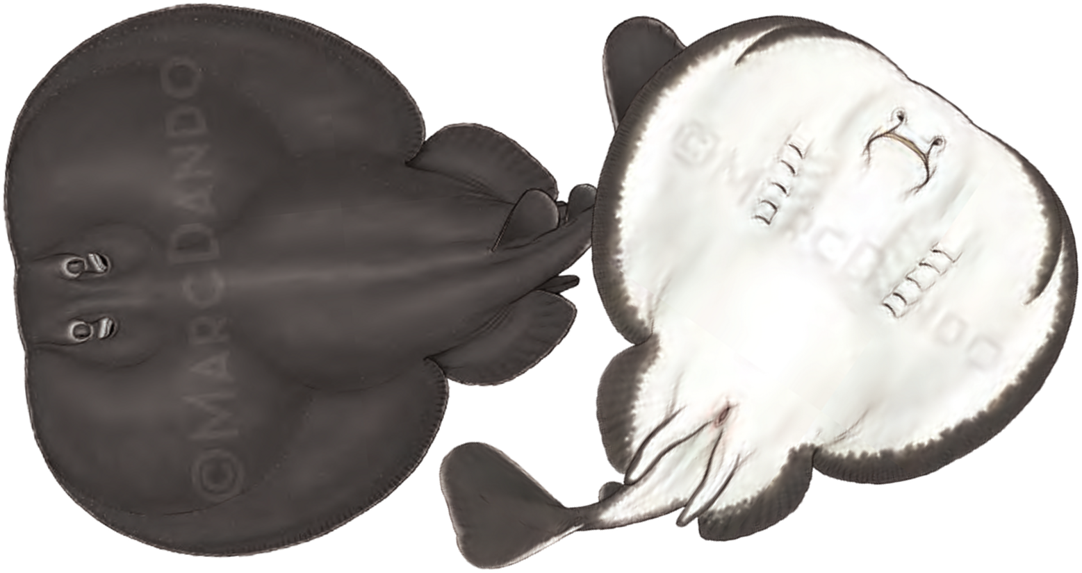 Illustration of the Atlantic Torpedo Ray