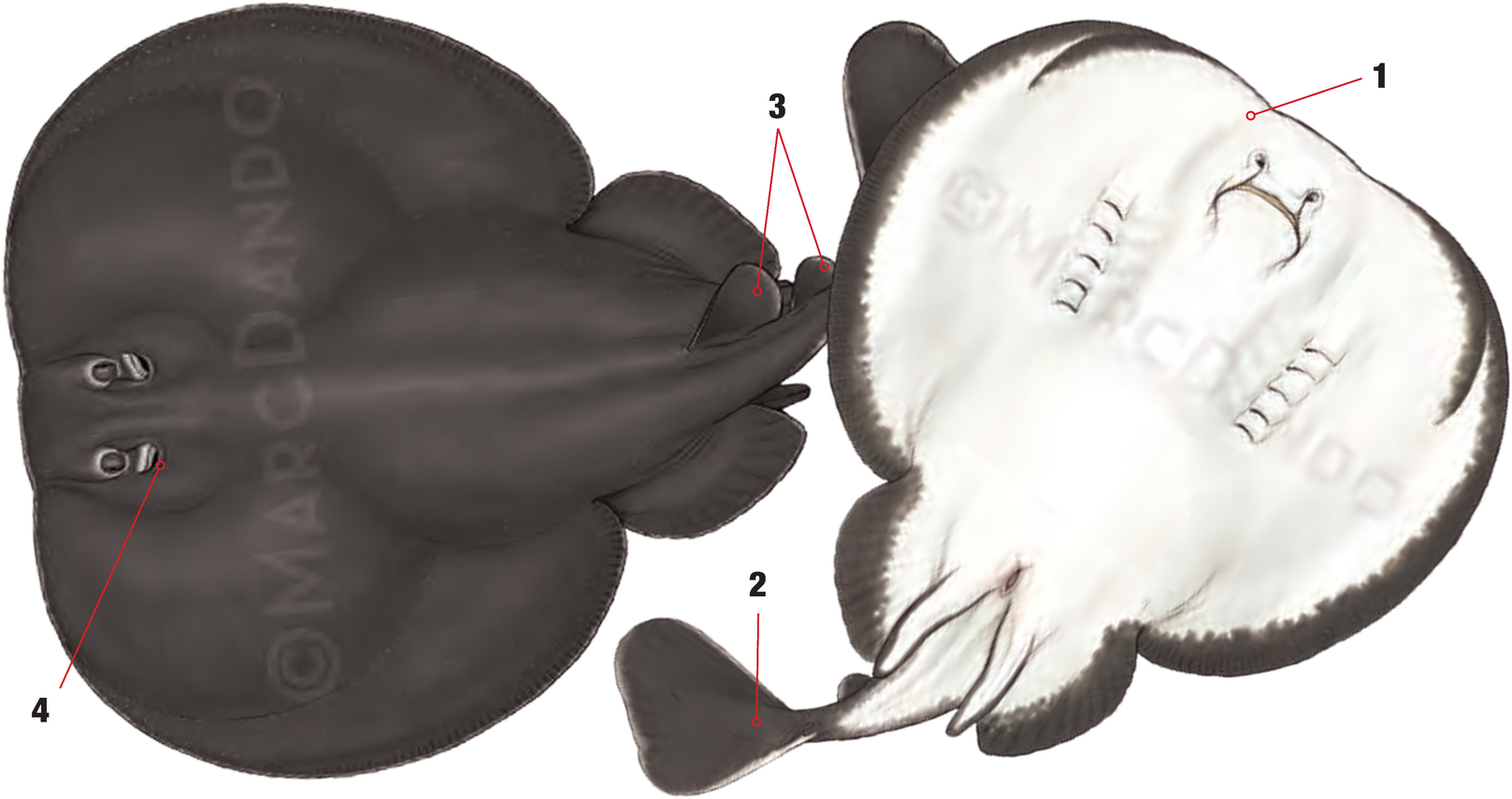 Illustration of the Atlantic Torpedo Ray with numbered arrows marking each identifying feature