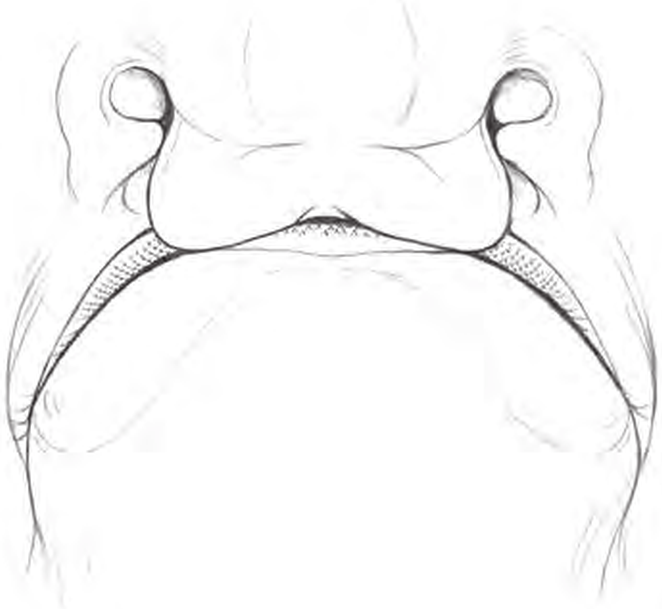 Line drawings of Atlantic Torpedo Ray teeth