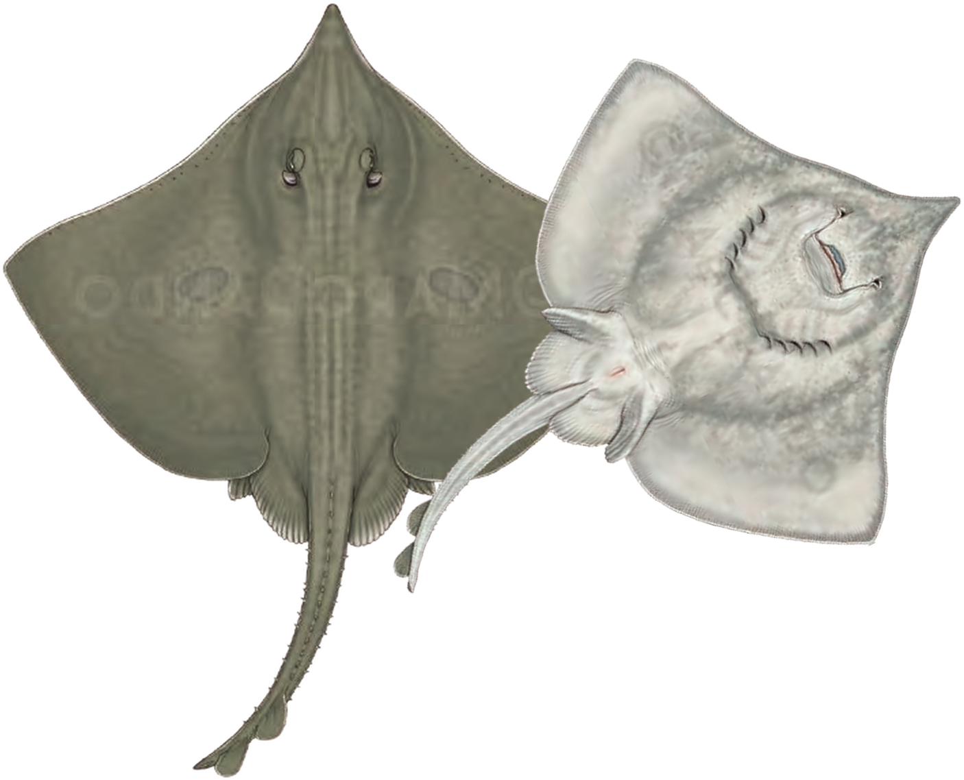 Illustration of the Blue Skate