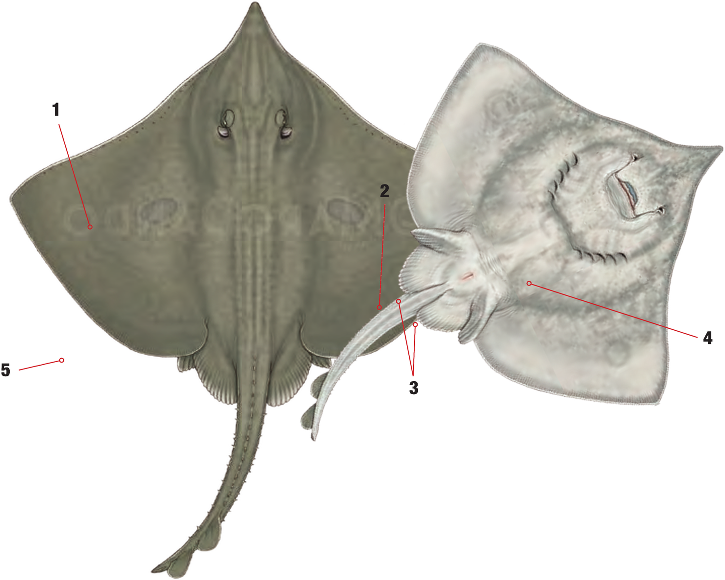 Illustration of the Blue Skate with numbered arrows marking each identifying feature