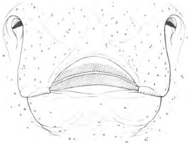 Line drawings of Blue Skate teeth