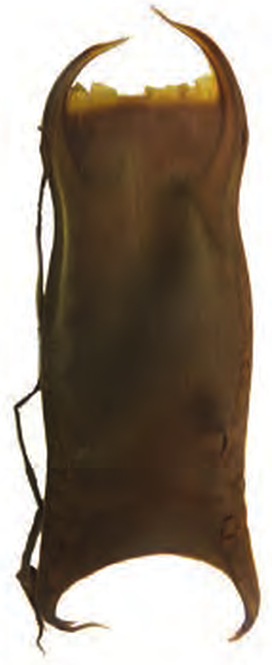 Illustration of the Blue Skate eggcase