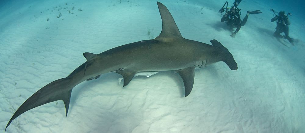 Shark Diving