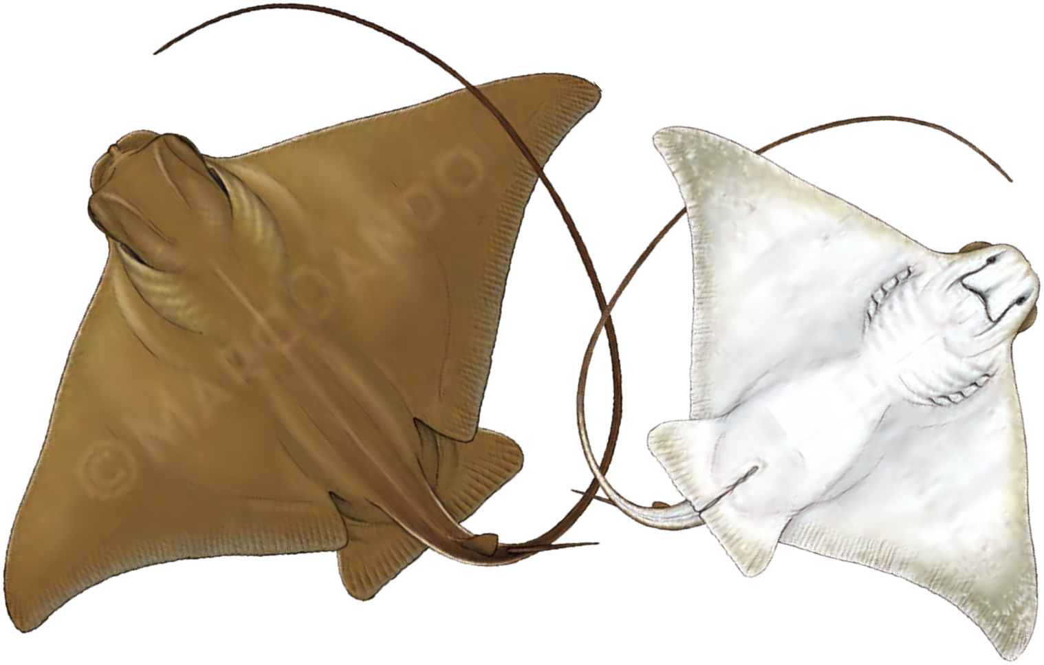 Illustration of the Common Eagle Ray