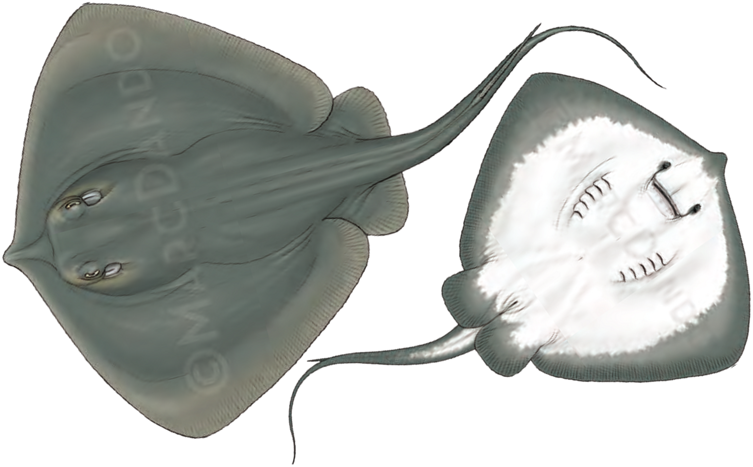 Illustration of the Common Stingray