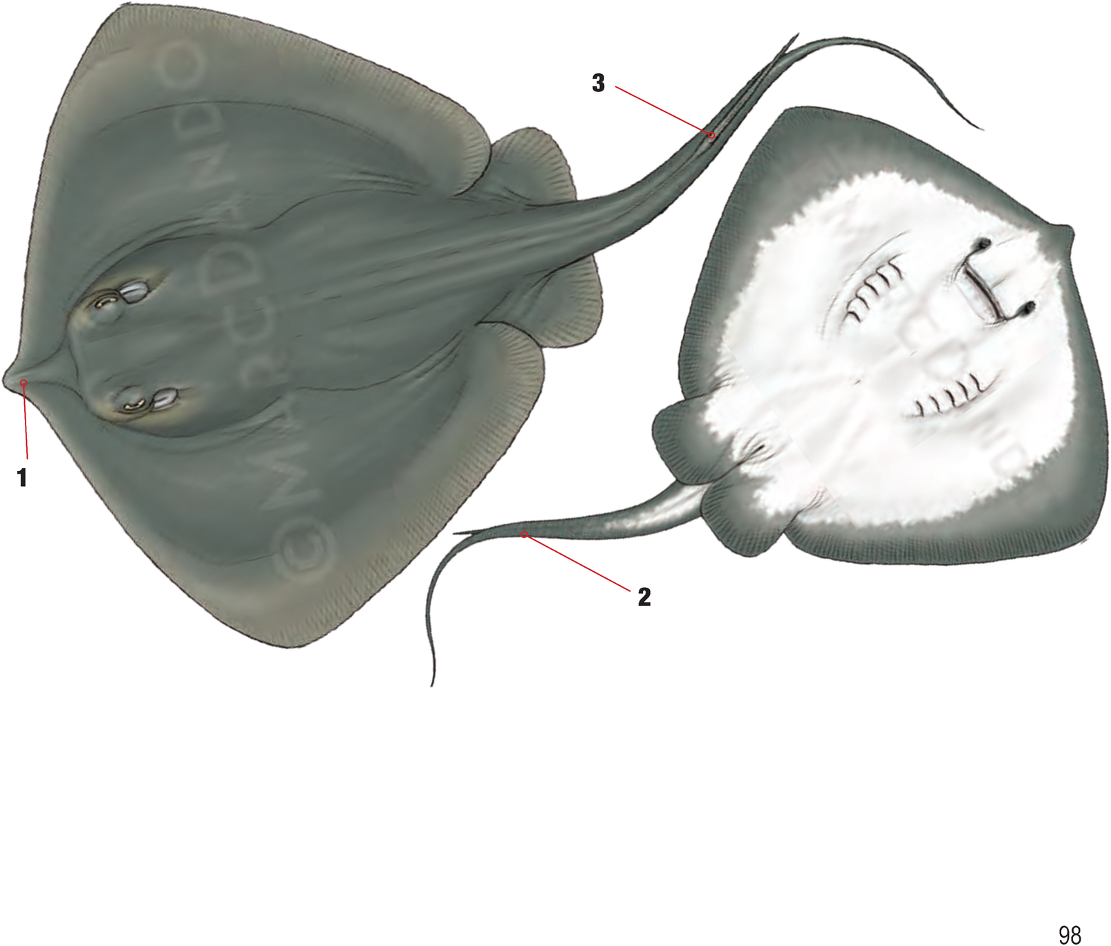 Illustration of the Common Stingray with numbered arrows marking each identifying feature