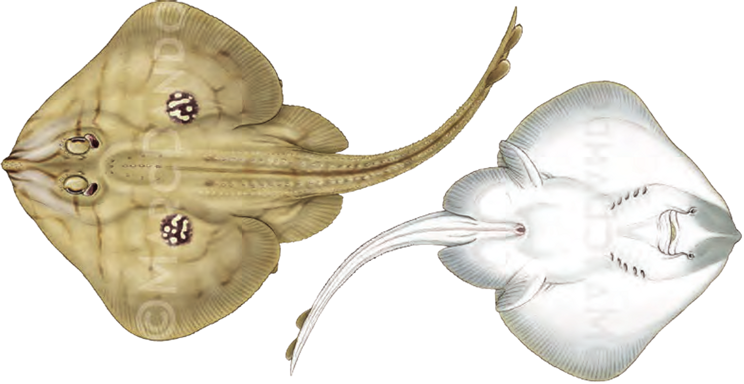 Illustration of the Cuckoo Ray