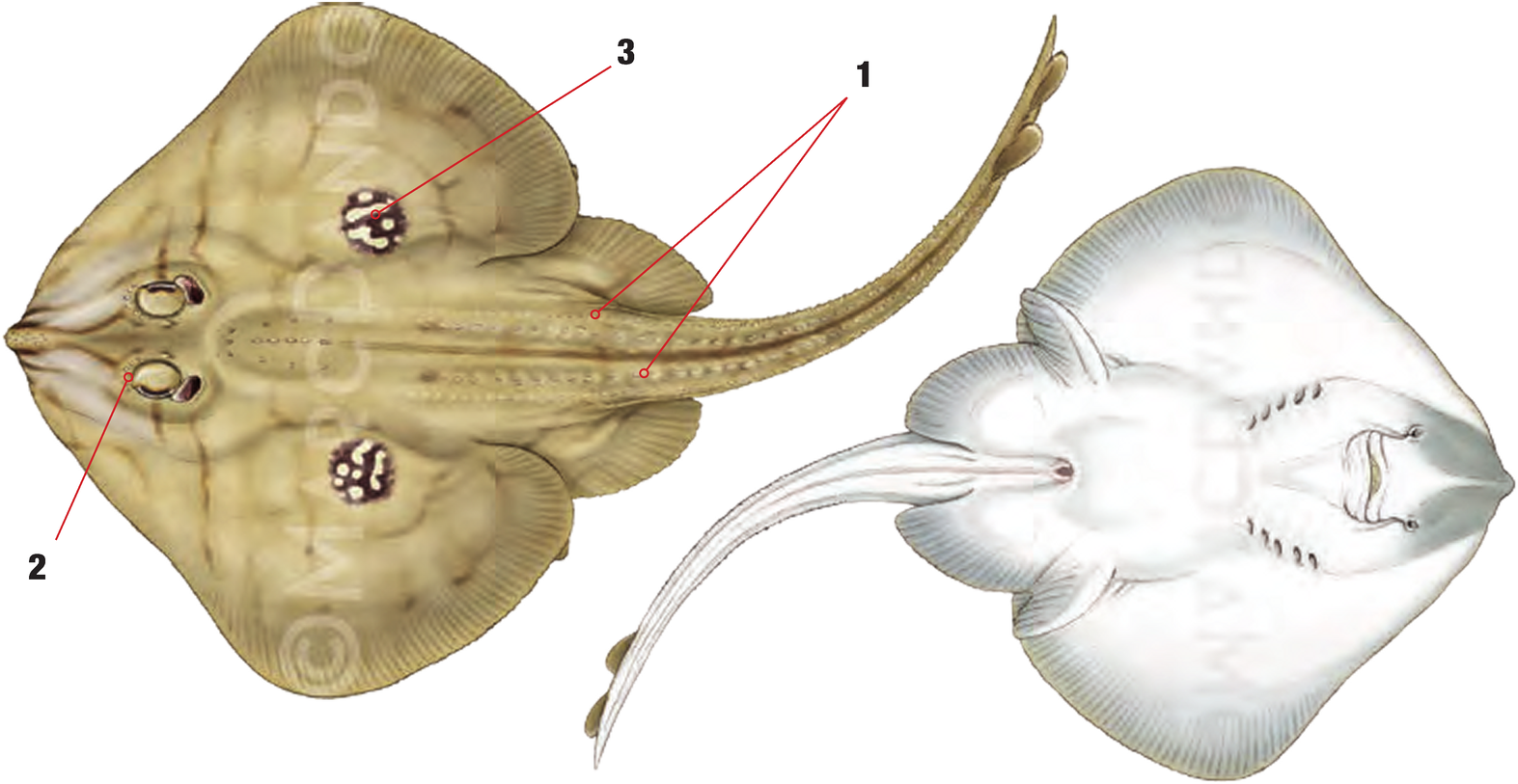 Illustration of the Cuckoo Ray with numbered arrows marking each identifying feature