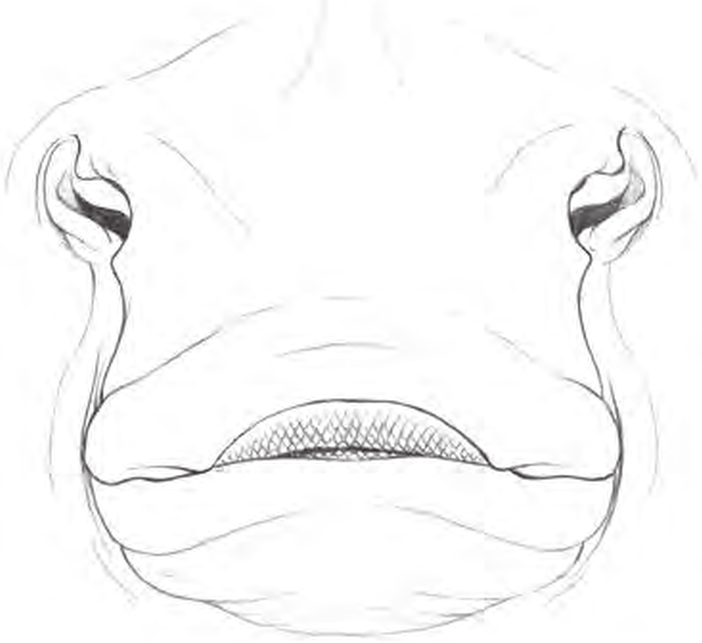 Line drawings of Cuckoo Ray teeth
