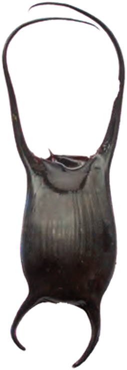Illustration of the Cuckoo Ray eggcase