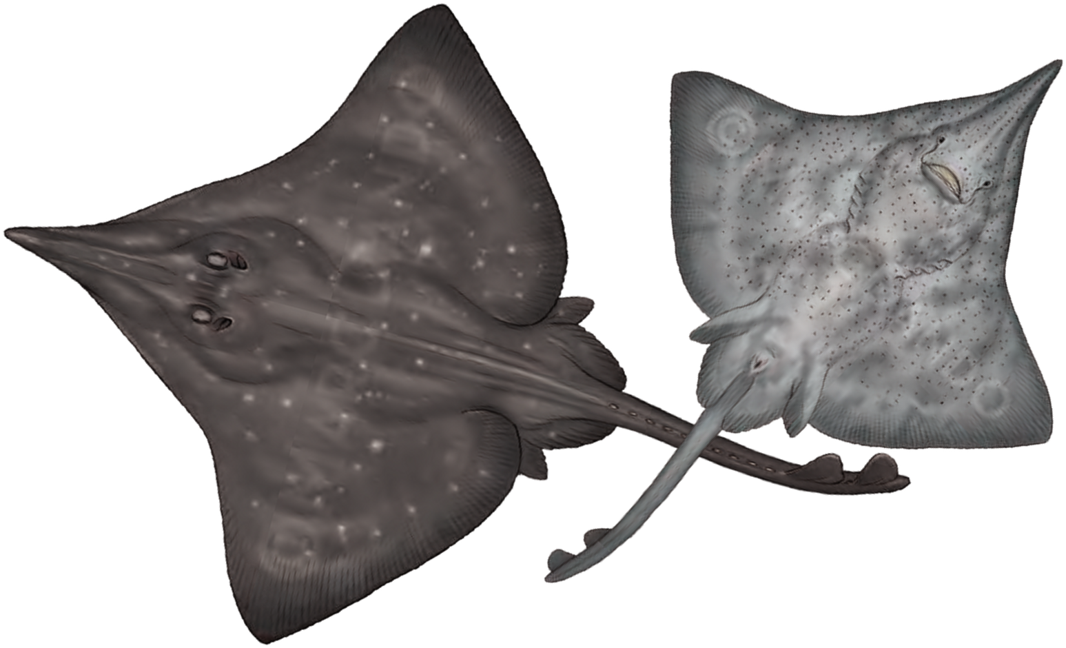 Illustration of the Longnosed Skate