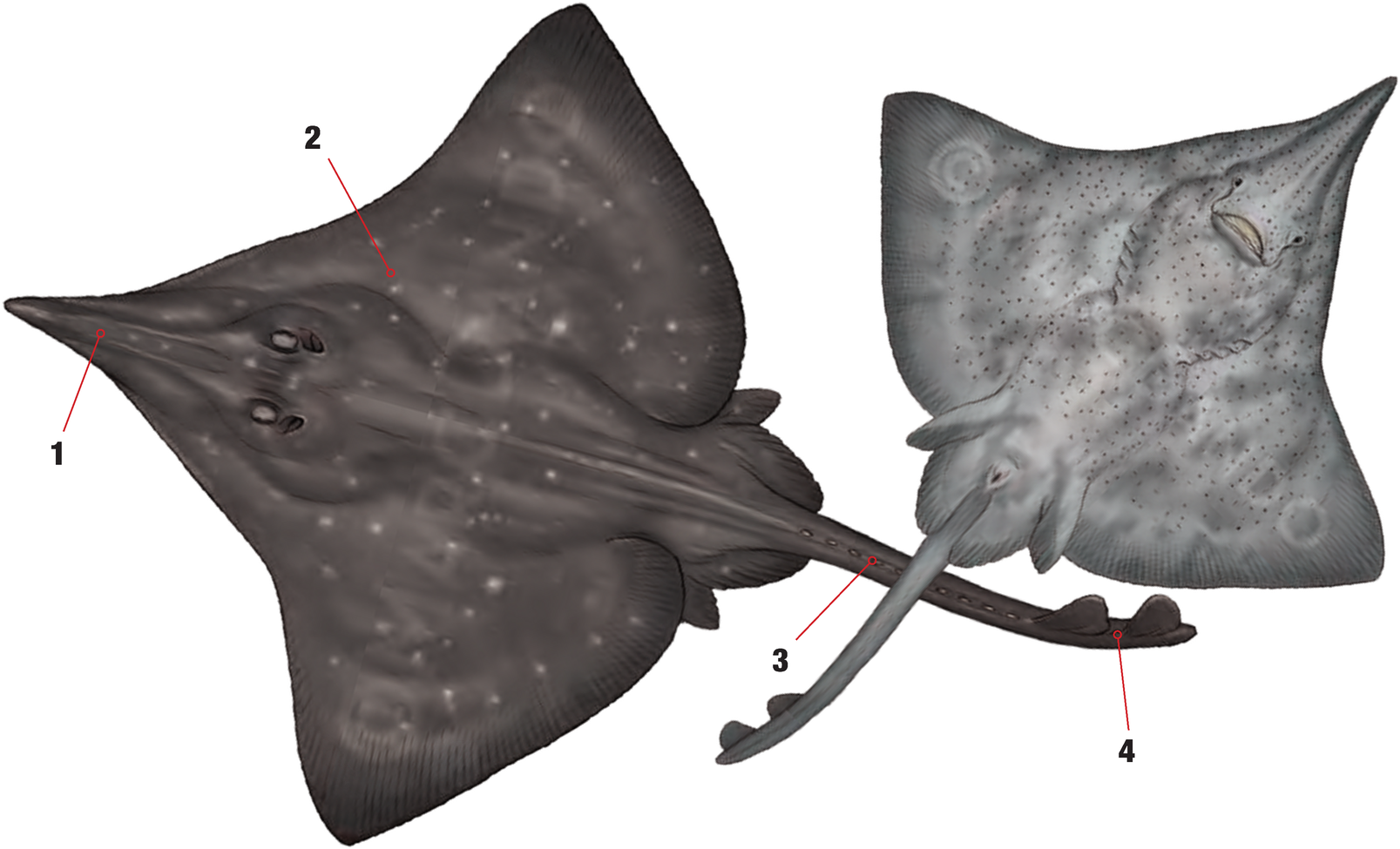 Illustration of the Longnosed Skate with numbered arrows marking each identifying feature
