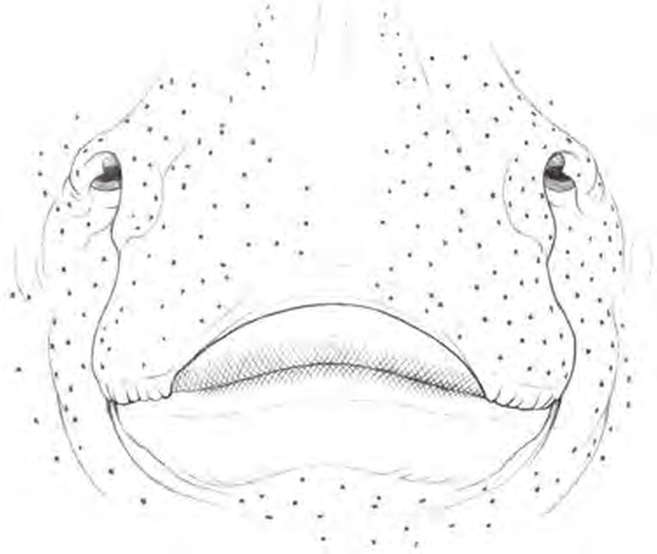 Line drawings of Longnosed Skate teeth