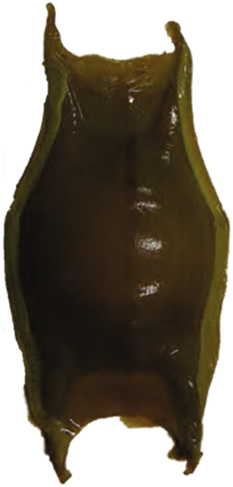 Illustration of the Longnosed Skate eggcase