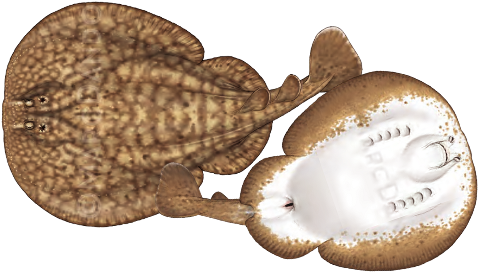 Illustration of the Marbled Torpedo Ray