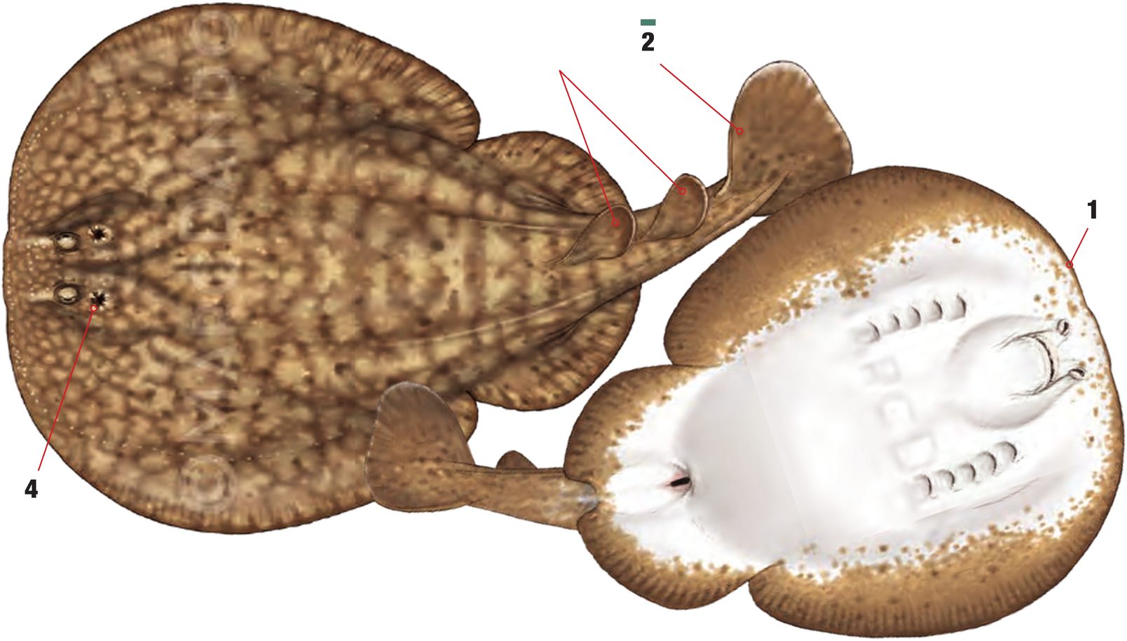 Illustration of the Marbled Torpedo Ray with numbered arrows marking each identifying feature