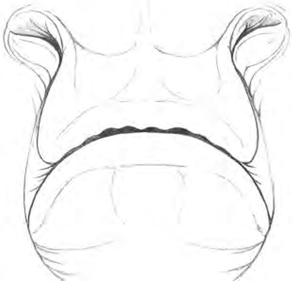 Line drawings of Marbled Torpedo Ray teeth