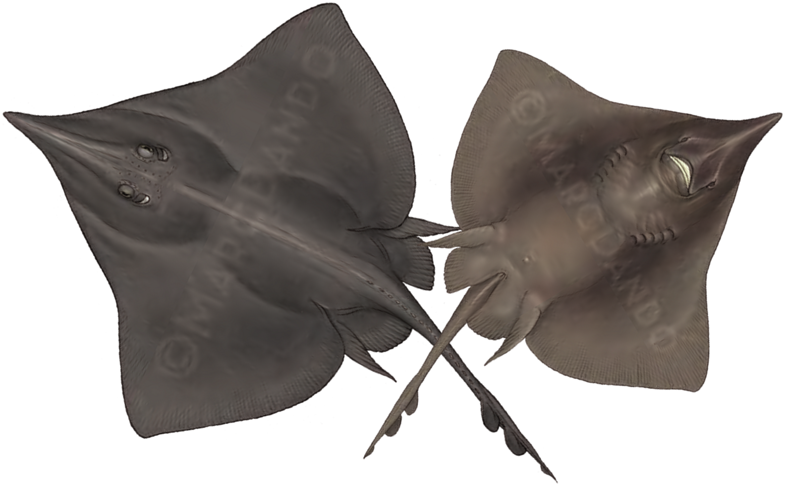 Illustration of the Norwegian Skate