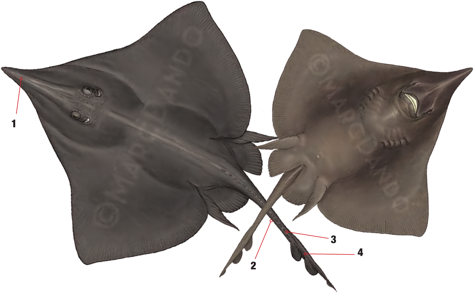 Illustration of the Norwegian Skate with numbered arrows marking each identifying feature
