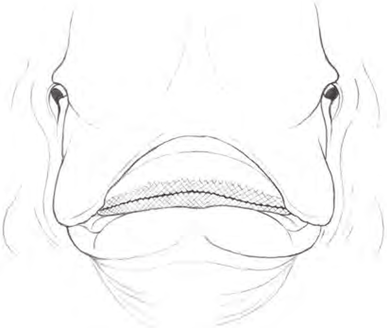 Line drawings of Norwegian Skate teeth