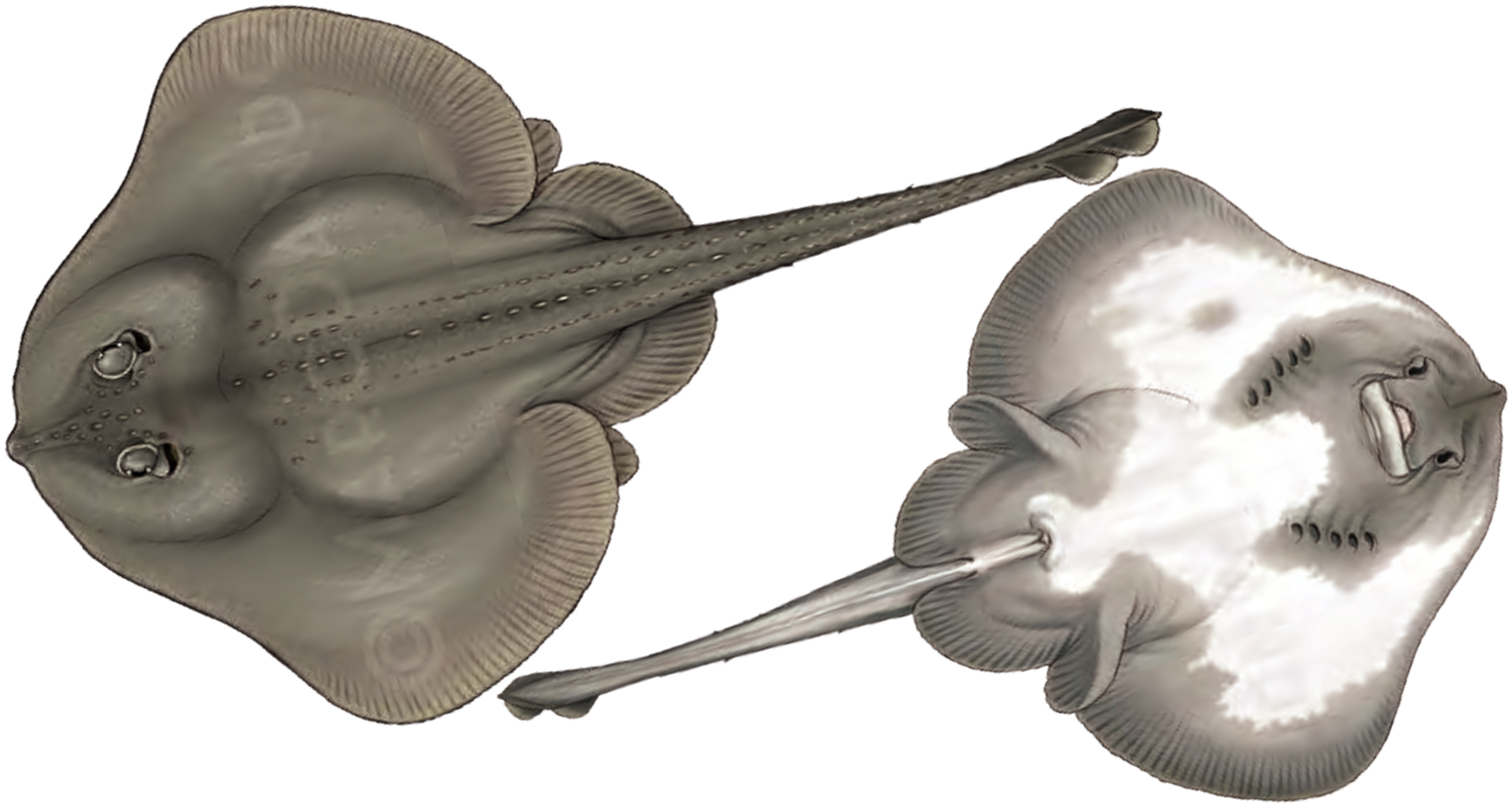 Illustration of the Round Skate