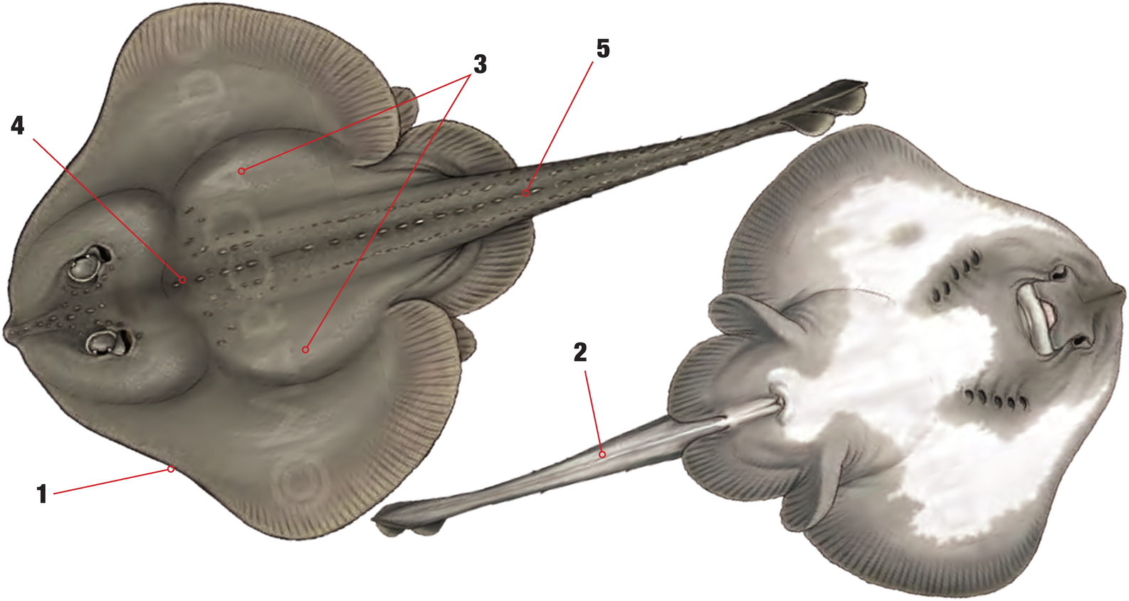 Illustration of the Round Skate with numbered arrows marking each identifying feature