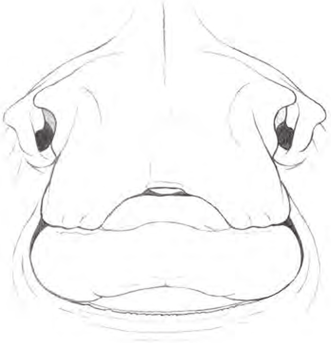 Line drawings of Round Skate teeth