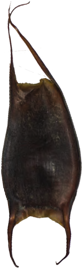 Illustration of the Round Skate eggcase