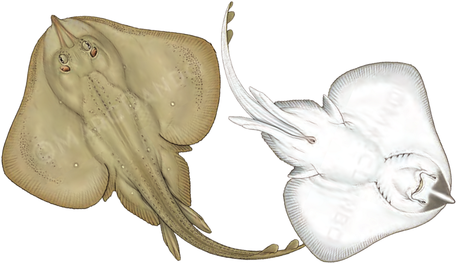 Illustration of the Sandy Ray