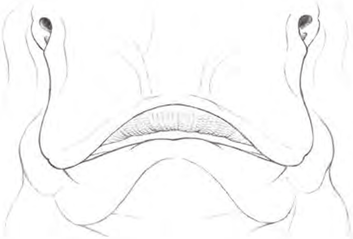 Line drawings of Sandy Ray teeth