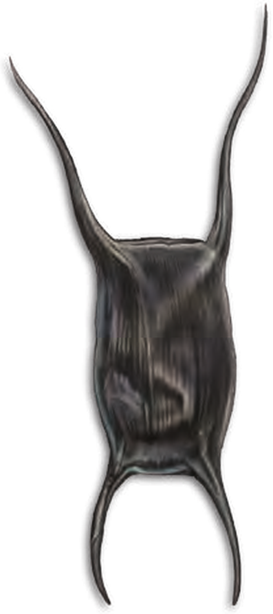 Illustration of the Sandy Ray eggcase