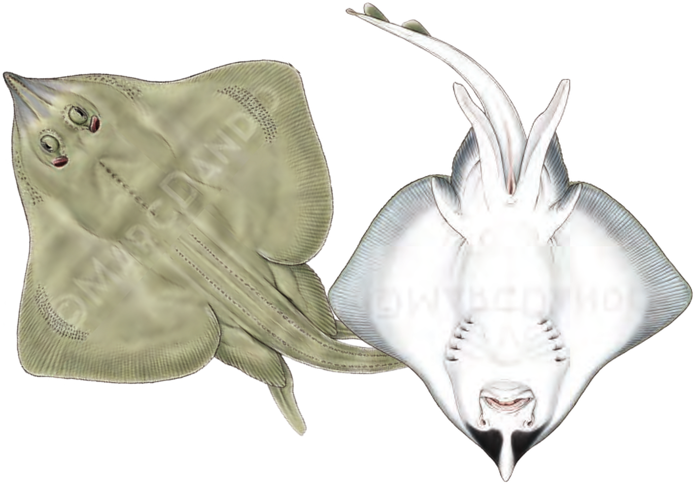Illustration of the Shagreen Ray