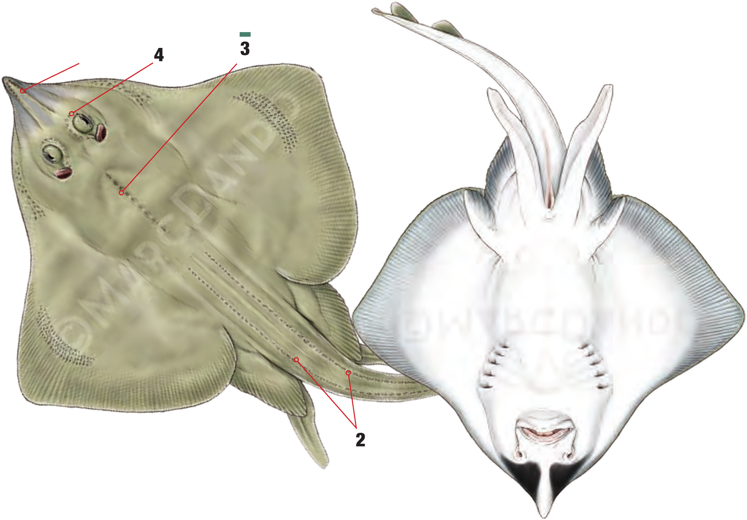 Illustration of the Shagreen Ray with numbered arrows marking each identifying feature