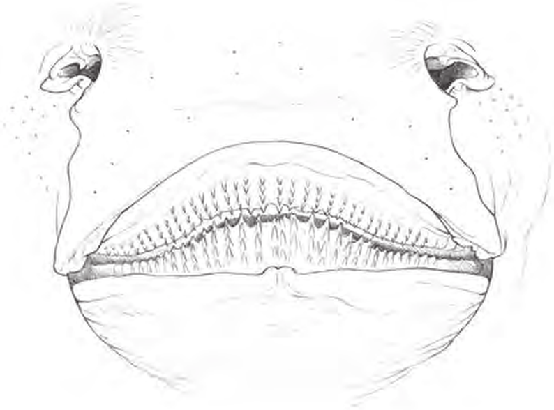 Line drawings of Shagreen Ray teeth