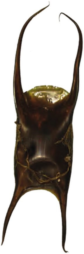 Illustration of the Shagreen Ray eggcase