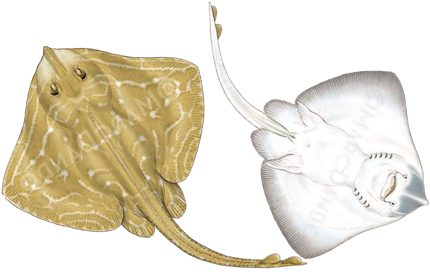 Illustration of the Small-eyed Ray