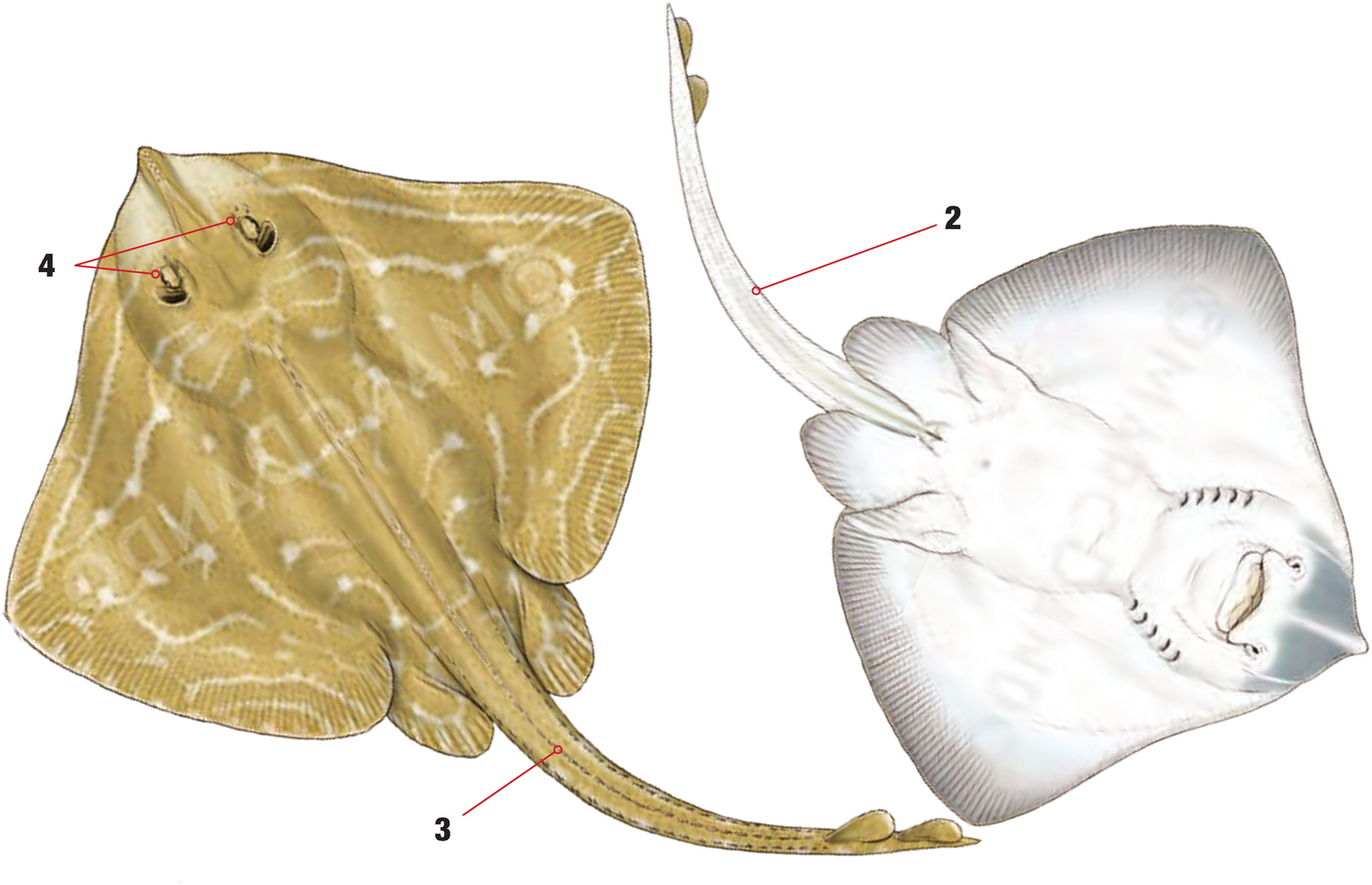 Illustration of the Small-eyed Ray with numbered arrows marking each identifying feature