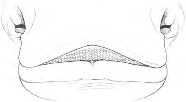 Line drawings of Small-eyed Ray teeth