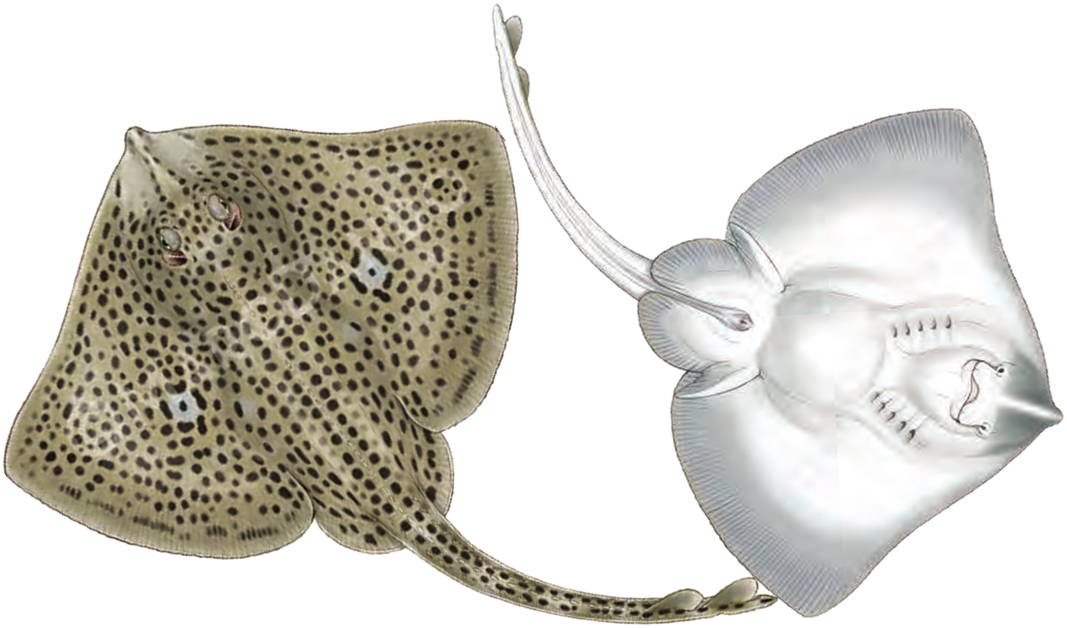 Illustration of the Spotted Ray