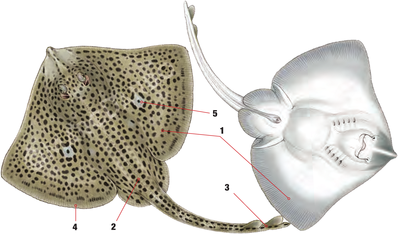 Illustration of the Spotted Ray with numbered arrows marking each identifying feature