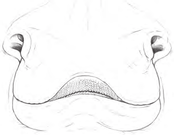 Line drawings of Spotted Ray teeth