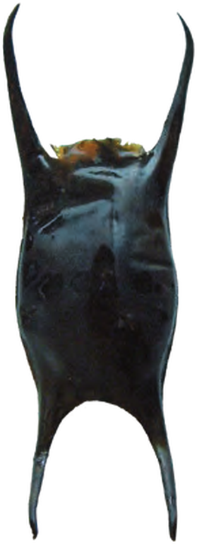 Illustration of the Spotted Ray eggcase