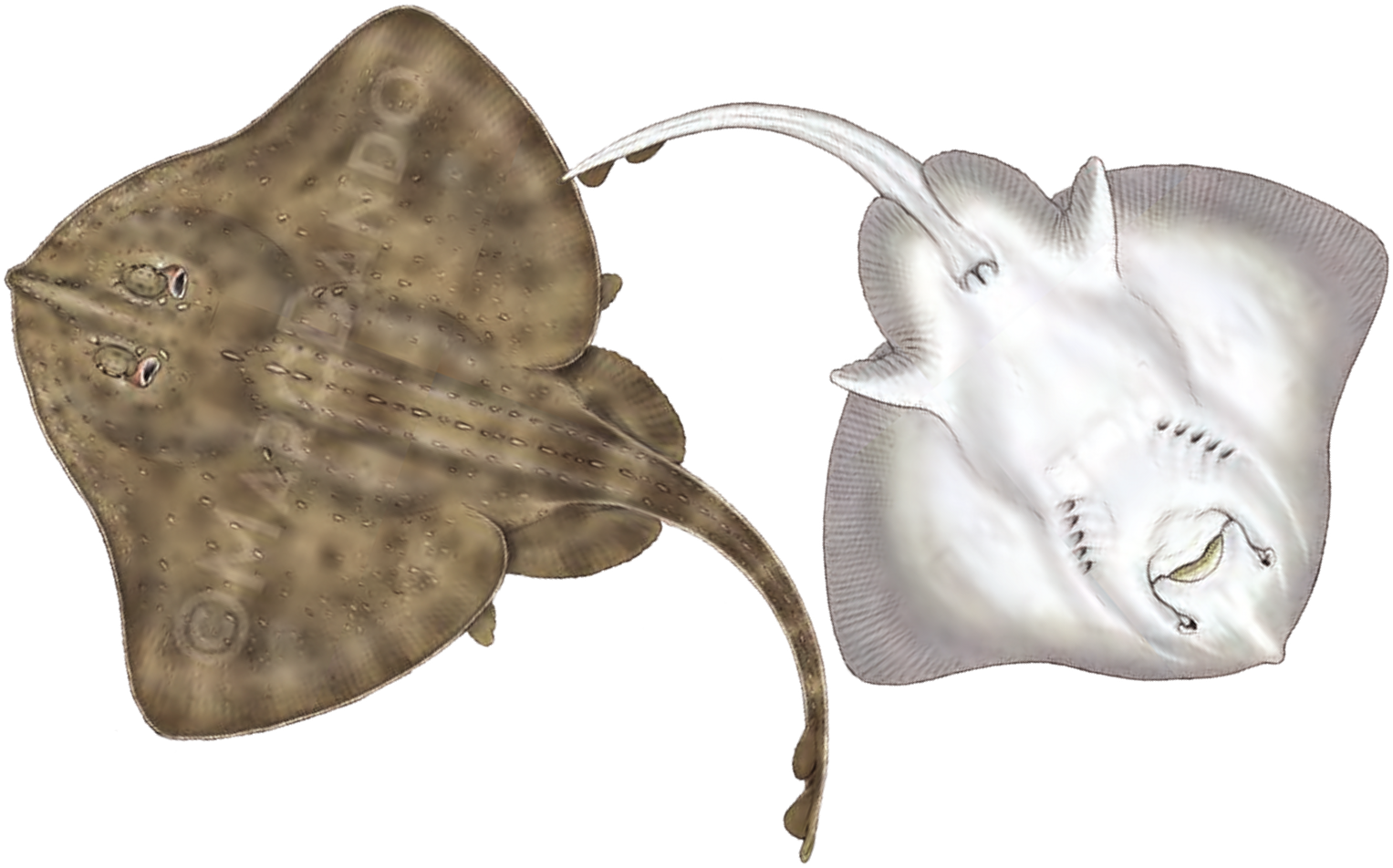 Illustration of the Starry Skate