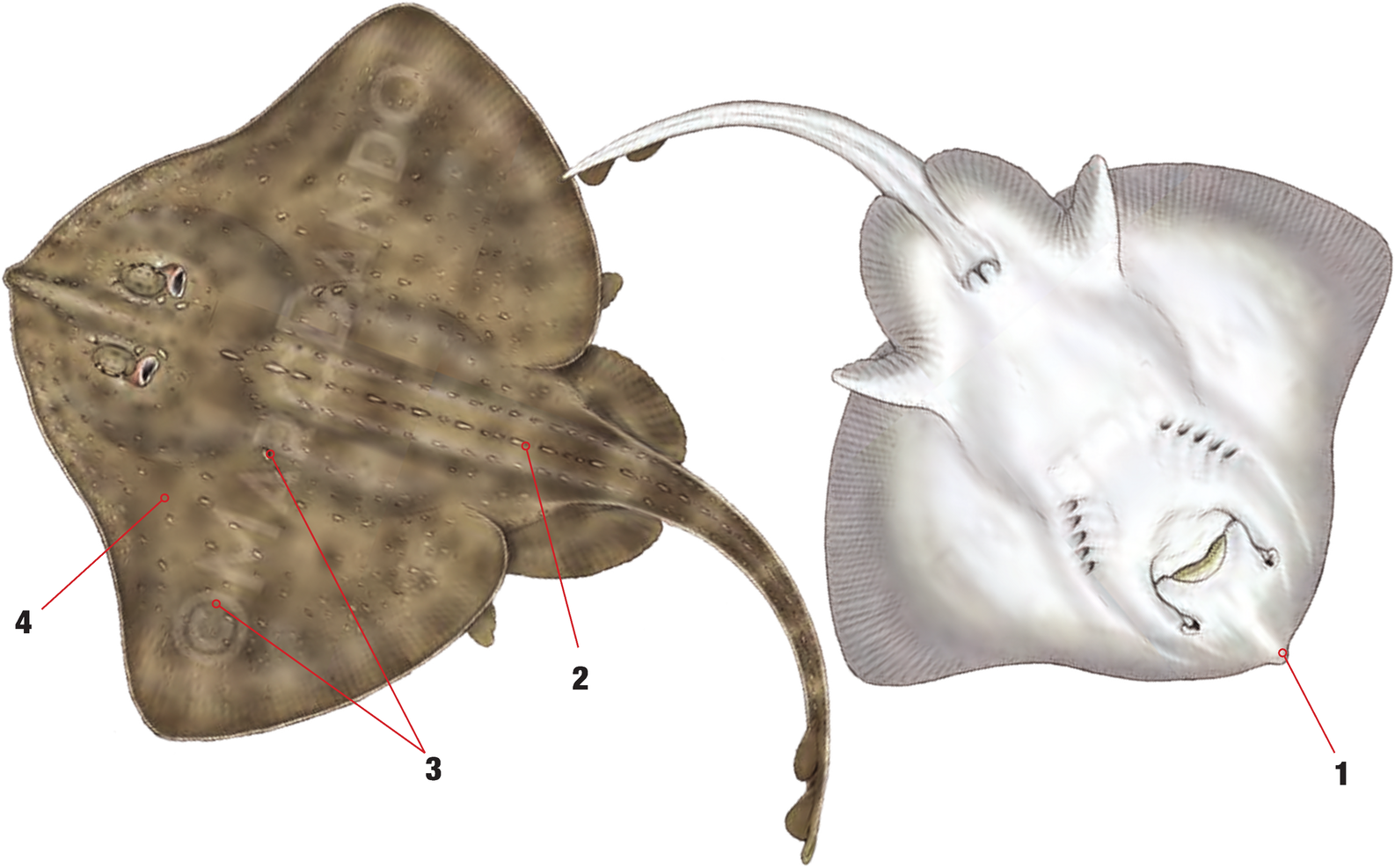 Illustration of the Starry Skate with numbered arrows marking each identifying feature